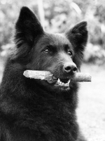 Picture of groenendael holding a stick