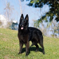 Picture of groenendael in bermuda standing on grass