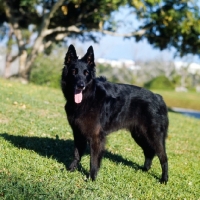 Picture of groenendael looking at camera