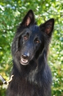 Picture of Groenendael portrait