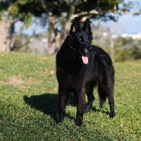 Picture of groenendael standing on grass
