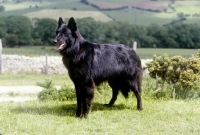 Picture of groenendael standing on hillside