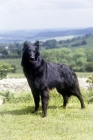 Picture of groenendael standing on hillside