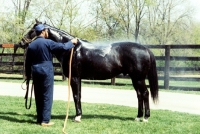 Picture of groom hosing a thoroughbred in usa