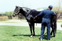 Picture of groom hosing a thoroughbred in usa