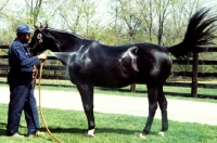 Picture of groom hosing a thoroughbred in usa