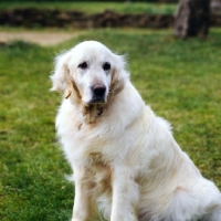 Picture of groomed pet golden retriever, in a series with the same dog ungroomed