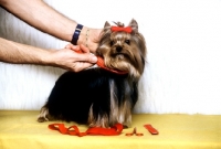 Picture of grooming a yorkshire terrier, brushing 