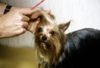 Picture of grooming a yorkshire terrier, combing topknot 