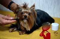 Picture of grooming a yorkshire terrier 
