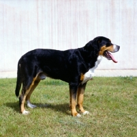 Picture of grosser schweizer sennehund side view
