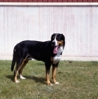 Picture of grosser schweizer sennenhund, casar v.d.herrenmatt, standing on grass