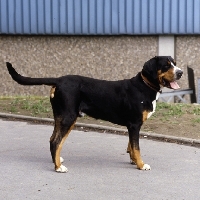 Picture of grosser schweizer sennenhund, 
fredo von der beeklage, standing on a path