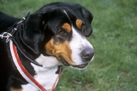 Picture of grosser schweizer sennenhund head portrait