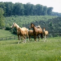 Picture of group of 2 palomino mares and a bay mare with foals
