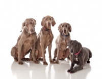 Picture of group of 4 Weimaraners
