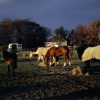 Picture of group of  horses and ponies eating hay in winter