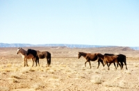Picture of group of  indian ponies in new mexico