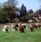 Picture of group of  jacob sheep grazing