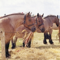 Picture of group of Adennais at Libramont show