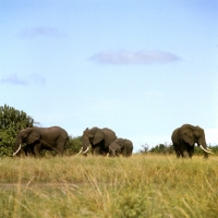 Picture of group of african elephants in  queen elizabeth np, 