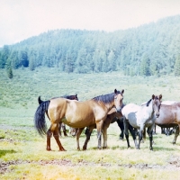 Picture of group of altai horses looking at camera, image has faded colour