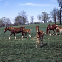 Picture of group of American Saddlebred mares with foals in kentucky, usa