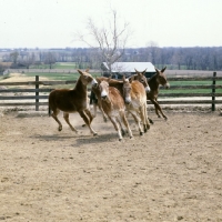 Picture of group of american show mules moving round enclosure
