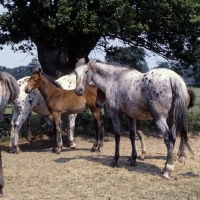 Picture of group of Appaloosa horses