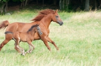 Picture of group of arabian horses in green field