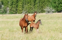 Picture of group of arabian horses in green field