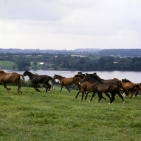 Picture of group of at trakehners cantering at trakehner gestÃ¼t rantzau