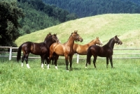 Picture of group of Austrian Half blood colts in summer pasture, piber, 