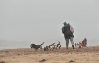 Picture of group of Basset Hounds and owner on beach from afar