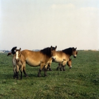 Picture of group of Belgian mares with foal