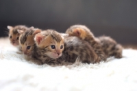 Picture of group of bengal kittens