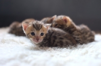 Picture of group of bengal kittens