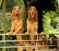Picture of group of Bloodhounds behind fence