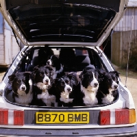 Picture of group of border collies sitting in the boot of a car