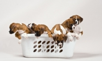 Picture of group of Boxer puppies in a washing basket