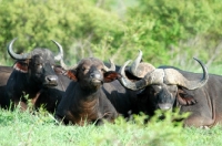 Picture of Group of buffalo