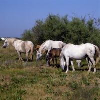 Picture of group of Camargue mares and foals grazing