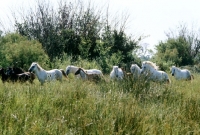 Picture of group of camargue mares and foals with stallion in long grass on camargue