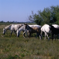 Picture of group of Camargue mares grazing and foals 