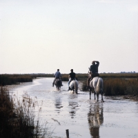 Picture of group of Camargue ponies being ridden through water