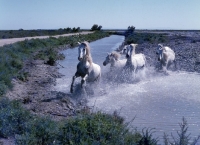 Picture of group of Camargue ponies cantering through water
