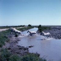 Picture of group of Camargue ponies crossing water