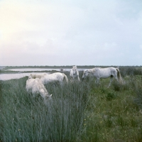 Picture of group of Camargue ponies grazing in marshes