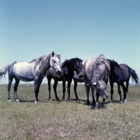Picture of group of Camargue ponies in field
