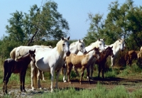 Picture of group of camargue ponies, mares and foals standing in the camargue